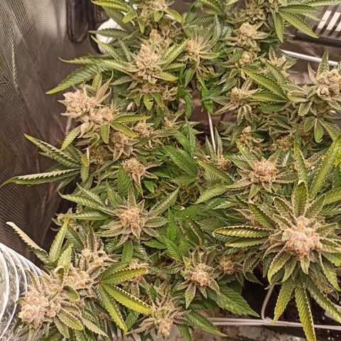 Chemdog growlog timeline photo