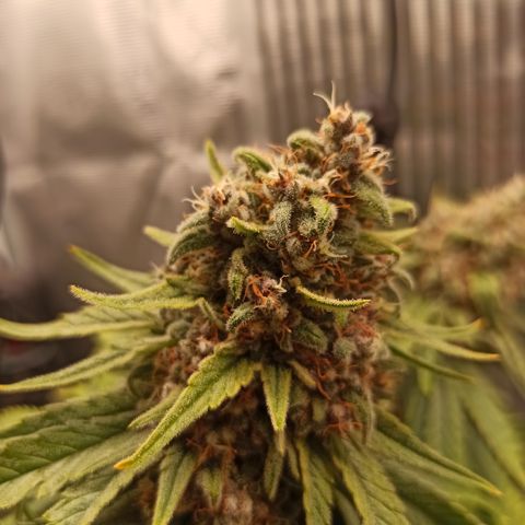 Durban growlog timeline photo