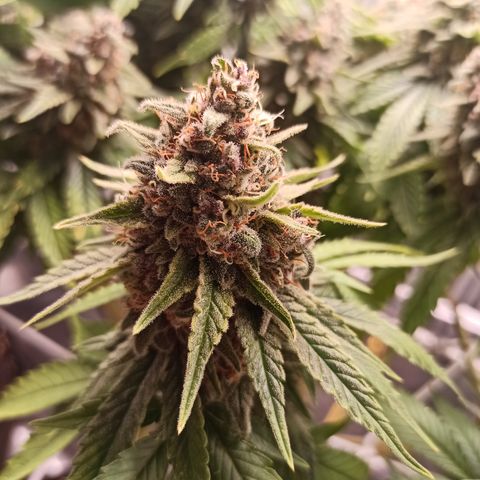 Durban growlog timeline photo