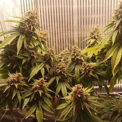 Durban growlog timeline photo