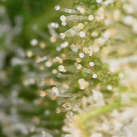 Durban growlog timeline photo