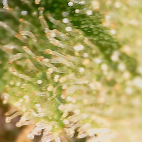 Durban growlog timeline photo