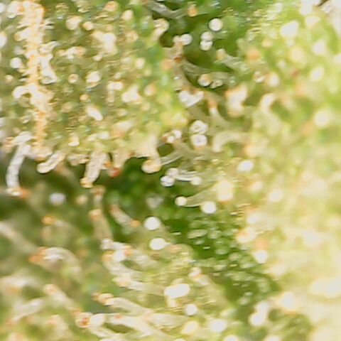 Durban growlog timeline photo