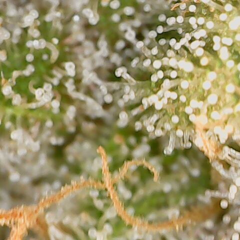 Durban growlog timeline photo