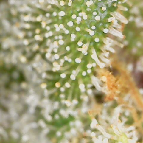 Durban growlog timeline photo