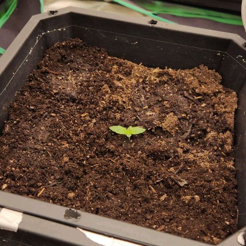 Purple Fuel, Top G, Purple G growlog timeline photo