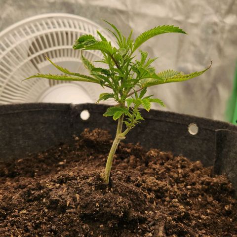 Purple Fuel, Top G, Purple G growlog timeline photo