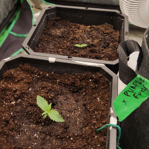 Purple Fuel, Top G, Purple G growlog timeline photo