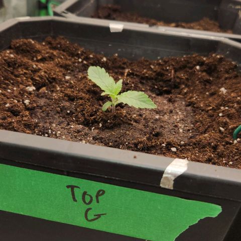 Purple Fuel, Top G, Purple G growlog timeline photo