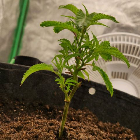 Purple Fuel, Top G, Purple G growlog timeline photo
