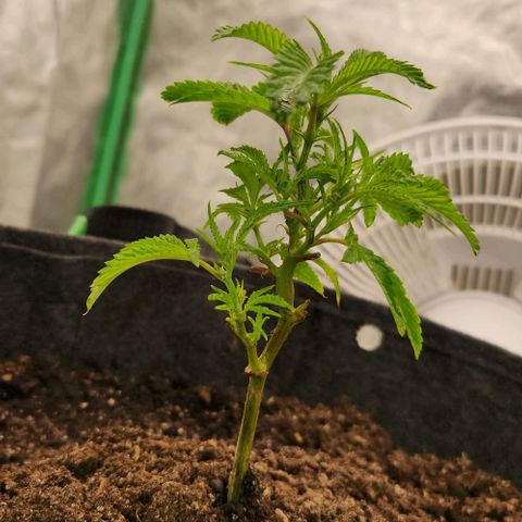 Purple Fuel, Top G, Purple G growlog timeline photo