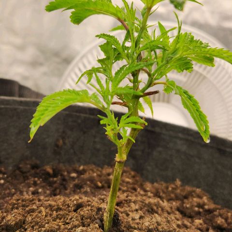 Purple Fuel, Top G, Purple G growlog timeline photo
