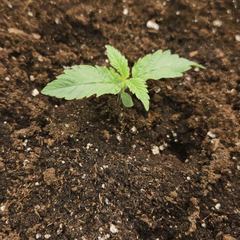 Purple Fuel, Top G, Purple G growlog timeline photo