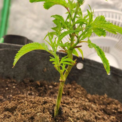 Purple Fuel, Top G, Purple G growlog timeline photo