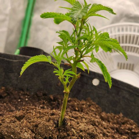 Purple Fuel, Top G, Purple G growlog timeline photo
