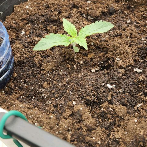 Purple Fuel, Top G, Purple G growlog timeline photo