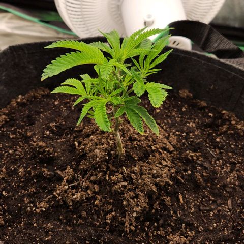 Purple Fuel, Top G, Purple G growlog timeline photo