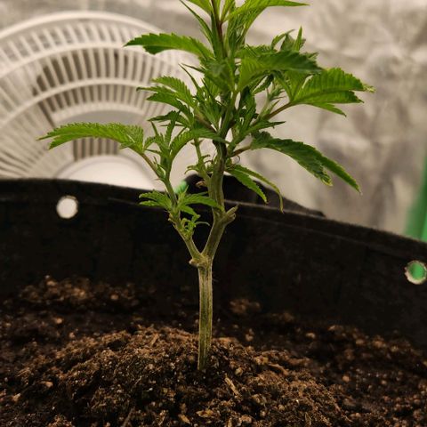 Purple Fuel, Top G, Purple G growlog timeline photo