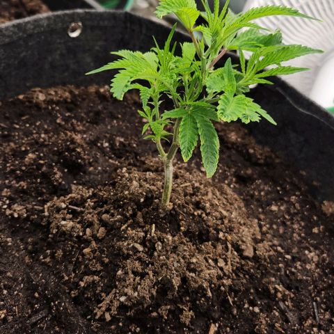 Purple Fuel, Top G, Purple G growlog timeline photo