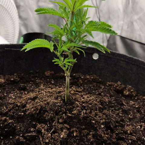Purple Fuel, Top G, Purple G growlog timeline photo