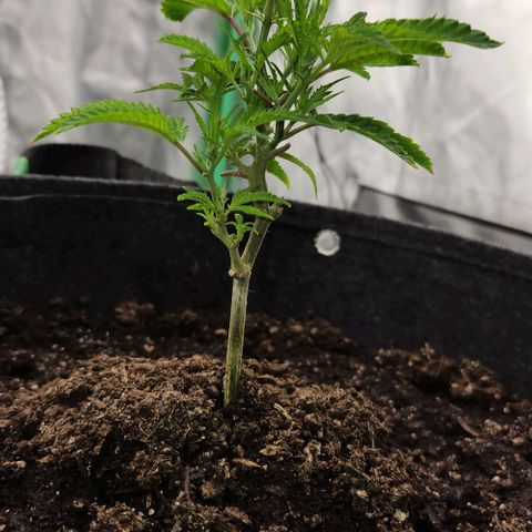 Purple Fuel, Top G, Purple G growlog timeline photo