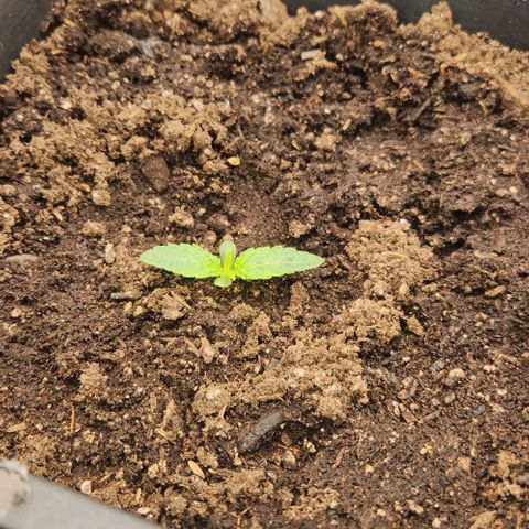 Purple Fuel, Top G, Purple G growlog timeline photo