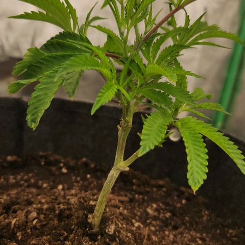 Purple Fuel, Top G, Purple G growlog timeline photo
