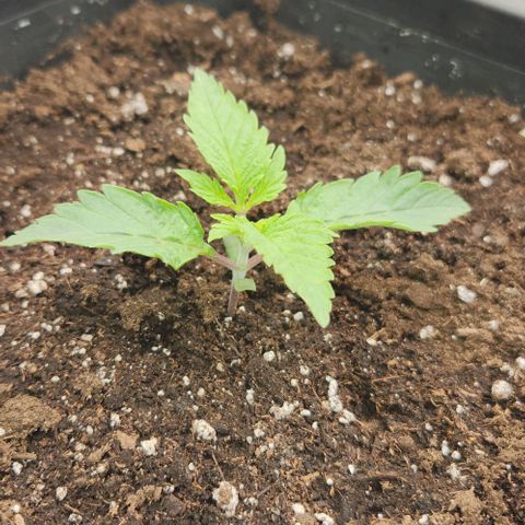 Purple Fuel, Top G, Purple G growlog timeline photo