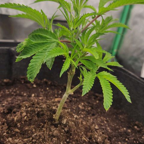 Purple Fuel, Top G, Purple G growlog timeline photo