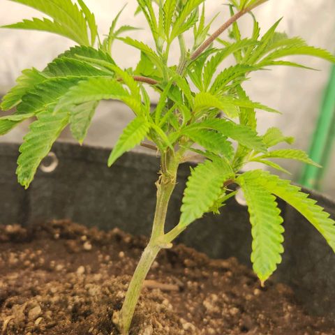 Purple Fuel, Top G, Purple G growlog timeline photo