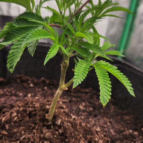 Purple Fuel, Top G, Purple G growlog timeline photo