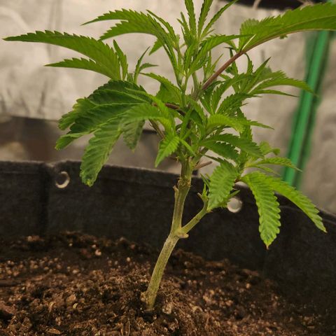 Purple Fuel, Top G, Purple G growlog timeline photo