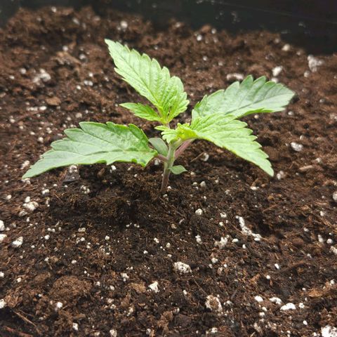 Purple Fuel, Top G, Purple G growlog timeline photo
