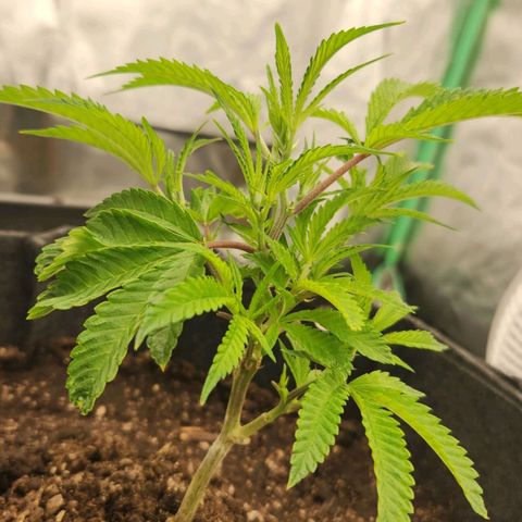 Purple Fuel, Top G, Purple G growlog timeline photo