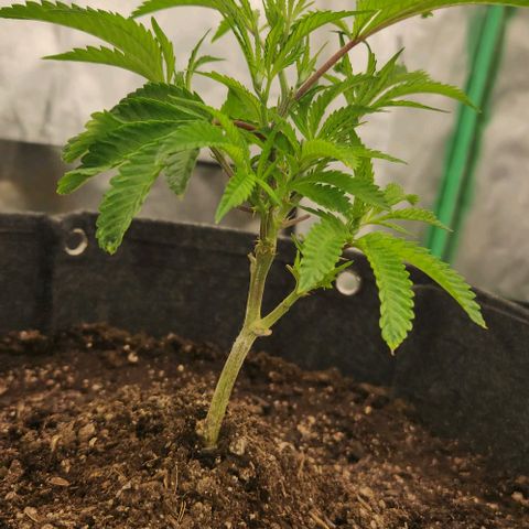 Purple Fuel, Top G, Purple G growlog timeline photo