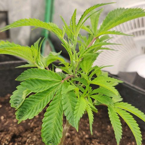 Purple Fuel, Top G, Purple G growlog timeline photo