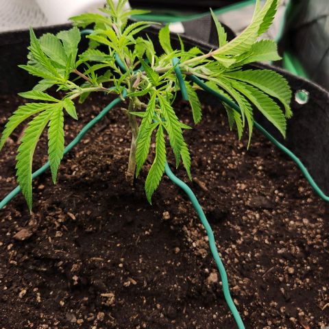 Purple Fuel, Top G, Purple G growlog timeline photo