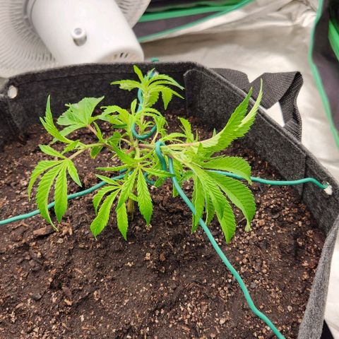 Purple Fuel, Top G, Purple G growlog timeline photo