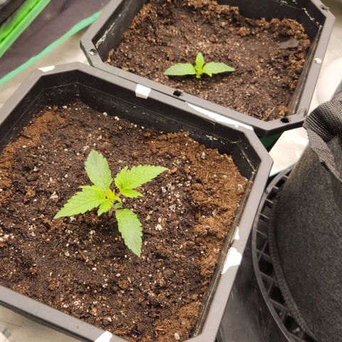 Purple Fuel, Top G, Purple G growlog timeline photo