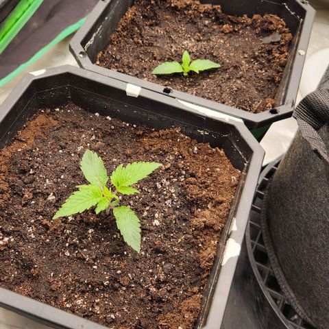 Purple Fuel, Top G, Purple G growlog timeline photo