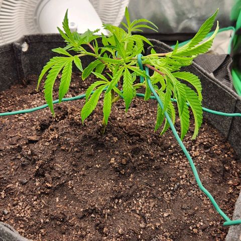 Purple Fuel, Top G, Purple G growlog timeline photo