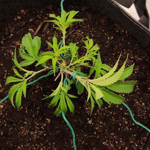 Purple Fuel, Top G, Purple G growlog timeline photo