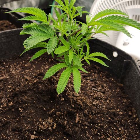Purple Fuel, Top G, Purple G growlog timeline photo