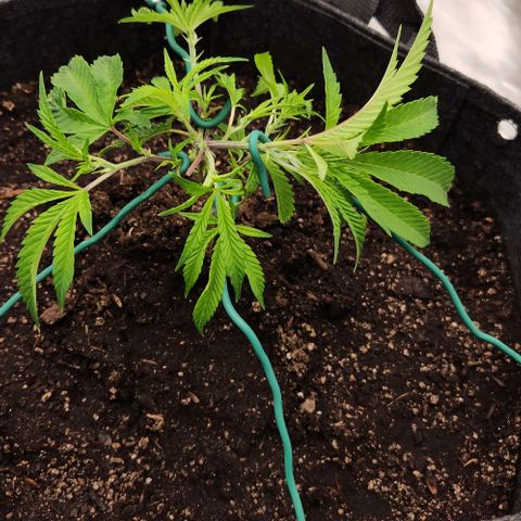 Purple Fuel, Top G, Purple G growlog timeline photo