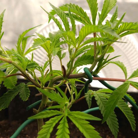 Purple Fuel, Top G, Purple G growlog timeline photo