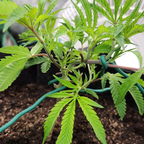 Purple Fuel, Top G, Purple G growlog timeline photo