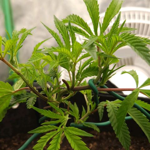 Purple Fuel, Top G, Purple G growlog timeline photo