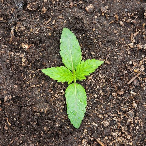 Purple Fuel, Top G, Purple G growlog timeline photo