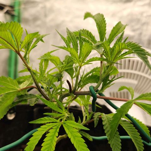 Purple Fuel, Top G, Purple G growlog timeline photo