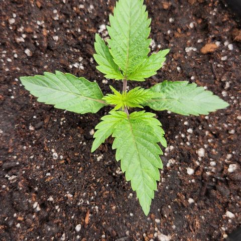 Purple Fuel, Top G, Purple G growlog timeline photo